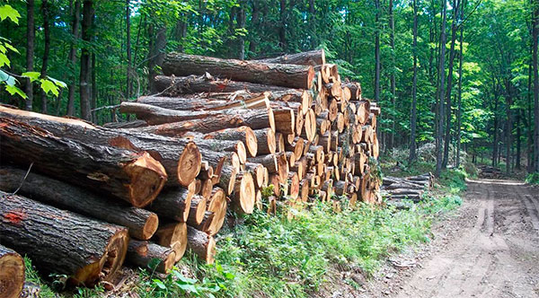 LA MADERA HABLA Y LOS MEDIOS ESCUCHAN
